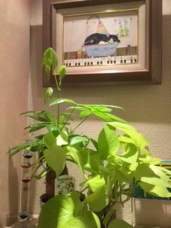 何気なく買ってしまいそうな観葉植物を金運が舞い込むアイテムにする5つの風水活用術 ウントキーネ