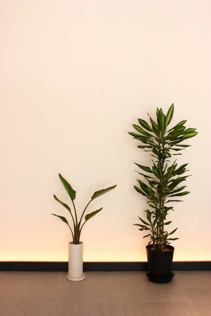 オフィスの植物がどんどん枯れてゆく場合の風水活用術 ウントキーネ